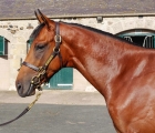 dubawi-cushion-dubawi-colt-is-new-tattersalls-topper-at-2-1-million-gns-06-10-2020