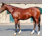 frankel-colt-out-of-attraction-makes-1-1-million-gns-at-tattersalls-08-10-2020