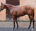lot-174-kingman-colt-to-top-of-tattersalls-leaderboard-at-2-7-million-gns-06-10-2020