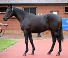 lot-225-another-seven-figure-dubawi-colt-for-godolphin-06-10-2020
