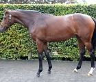 lot-374-galileo-filly-new-tattersalls-top-lot-at-2-8-million-gns-08-10-2020