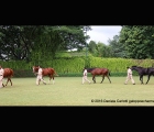 Presentazione di 4 yearling fillies da Excellent Art del Poonawalla Stud Farms
