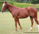 Yearling filly da Excellent Art del Poonawalla Stud Farms