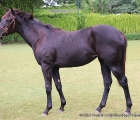 Yearling filly da Excellent Art del Poonawalla Stud Farms