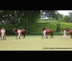 Presentazione di 4 yearling colts da Arazan e Excellent Art del Poonawalla Stud Farms