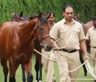 Yearling colt da Arazan