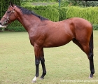 Yearling colt da Arazan