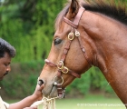 Yearling colt da Excellent Art