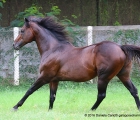 Lo stallone Excellent Art (Pivotal e Obsessive) in azione nel suo paddock