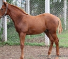 Un bel foal del Poonawalla Stud Farms