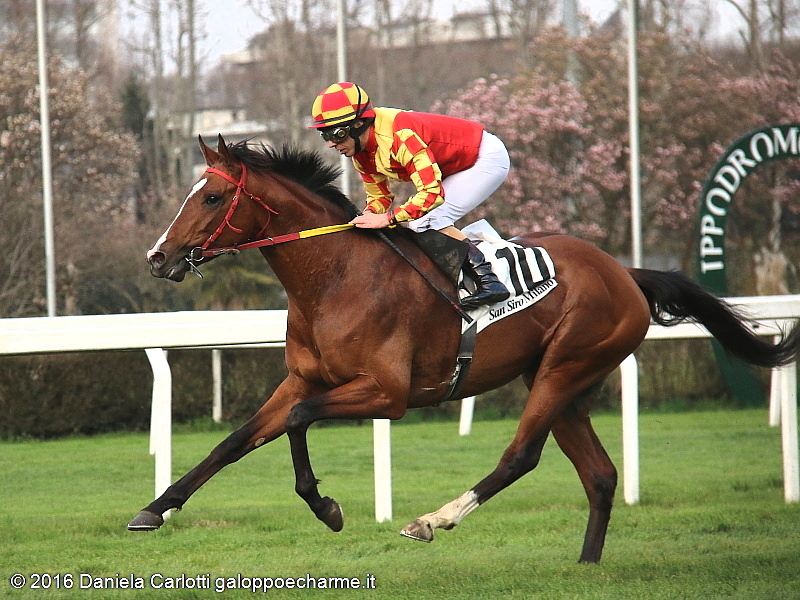 Ceffone con in sella Luca Maniezzi si avvia alla vittoria del Premio Apertura 2016