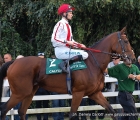 Robert Havlin in sella a Calyxa al tondino del Premio Vittorio Di Capua (G1)