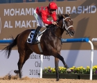 moshaher-decimated-a-group-of-3-year-old-maidens-meydan-05-01-2019