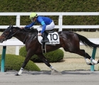 Old Bailey goes for a fifth dirt success this year on his Pattern debut in the G3 Capella Stakes over six furlongs at Nakayama, Japan, on Sunday, 9 December