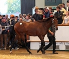 dubawi-filly-sets-day-three-alight-with-1-2-million-gns-sale-tattersalls-book-1