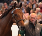 3,500,000 gns Consignor: Watership Down Stud Purchaser: David Redvers Bloodstock   Tattersalls October Yearling Sale Book 1  10/10/18