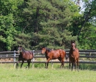 Yearlings nei paddocks dell'allevamento