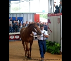 Il Top Price dell'Asta SGA Selezionata Yearling 2012, figlio di Sea The Stars