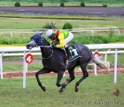 Miss Saigon dell' allevamento Nanoli Stud Farm, con in sella J.Chinoy vince con grande distacco il Premio The Sea Ruler Plate (9°corsa)