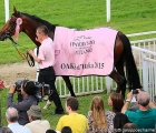 Lovelyn con la coperta e la coccarda rosa, meritato premio per la vincitrice delle Oaks d'Italia 2015