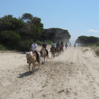 Passeggiate a cavallo