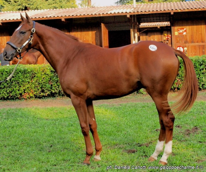 Il Top Price dell'Asta SGA 2013 : Perche, figlio di New Approach e Persian Filly presentato dalla Razza del Sole