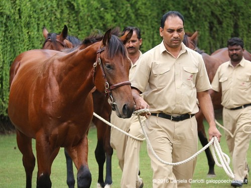 Yearling colt da Arazan