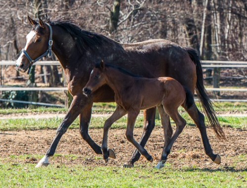 sensational-con-un-foal-da-benvenue-2017