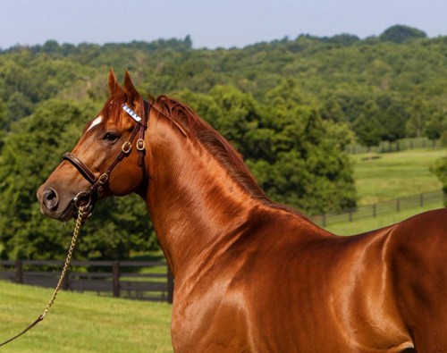 animal-kingdom-darley