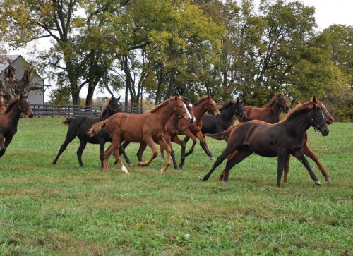 denali-stud-scenic