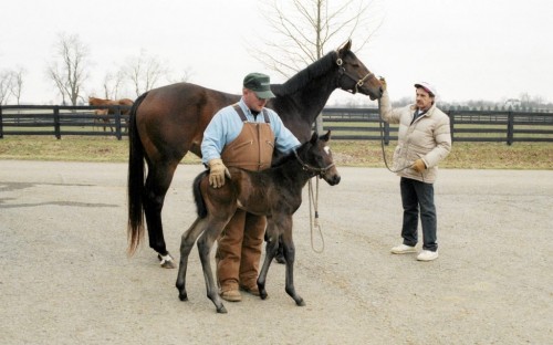 serenas-song-with-first-foal