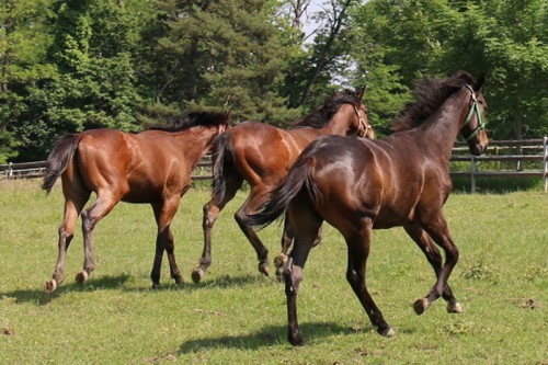 Yearlings nei prati dell'allevamento Razza Ticino