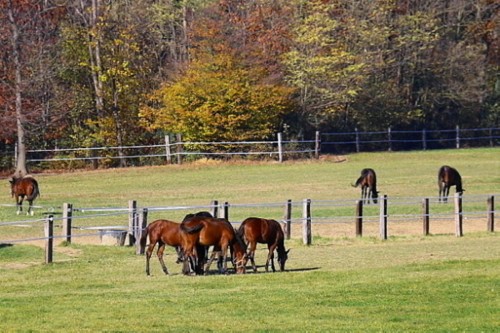 Yearlings nei prati dell'allevamento Razza Ticino