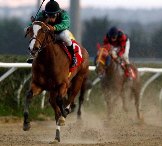 racing at Mediterraneo racecourseSiracusa, 12th jan. 2008ph. Stefano Grasso